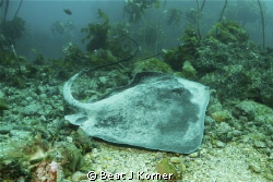 Stingrays congregate around New Zealand's Poor Knights Is... by Beat J Korner 
